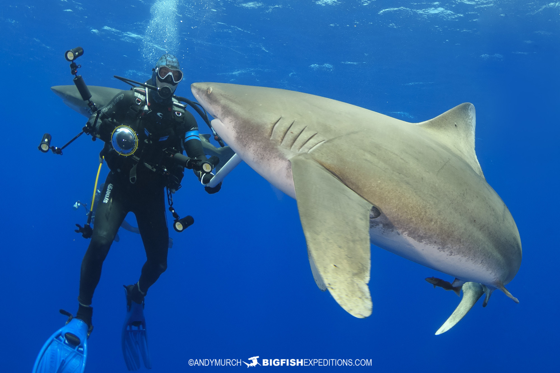 Diving with oceanic whitetip sharks at Cat Island in the Bahamas.