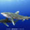 Diving with Oceanic Whitetip Sharks 2022