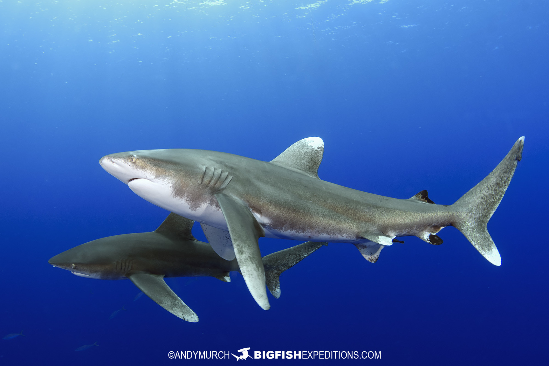 Diving with oceanic whitetip sharks at Cat Island in the Bahamas.