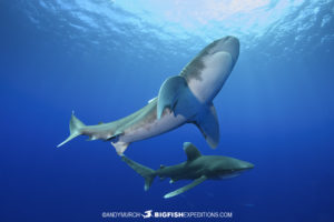 Diving with oceanic whitetip sharks at Cat Island in the Bahamas.
