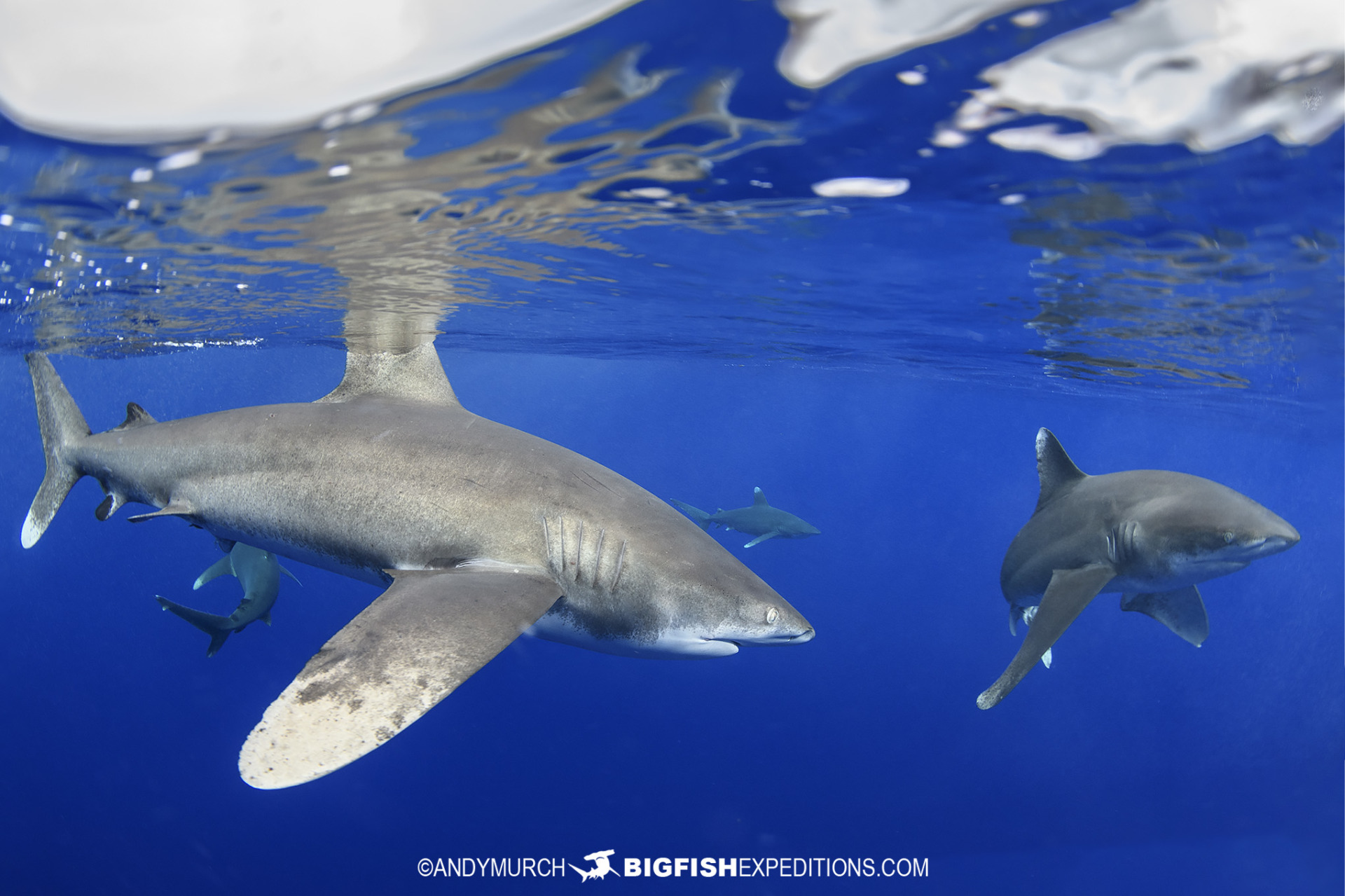 Diving with Oceanic Whitetip Sharks at Cat Island.