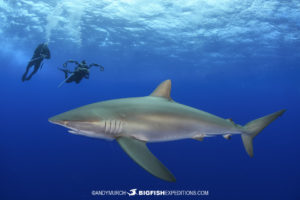 Silky shark at Cat Island, Bahamas.