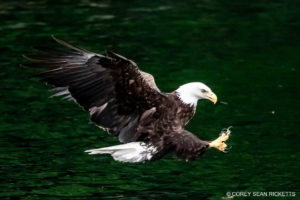 Bald Eagle Photography in Alaska