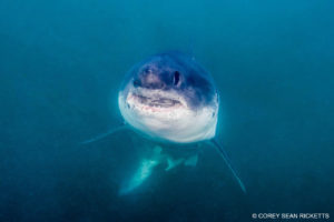 Snorkeling with Salmon Sharks in Alaska.