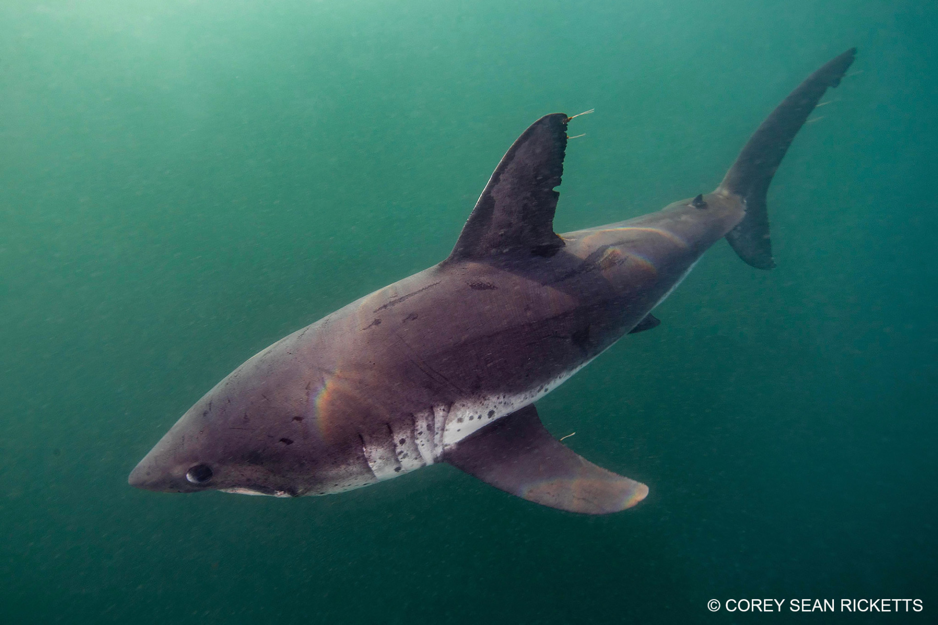 Snorkeling with Salmon Sharks in Alaska.