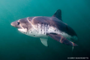 Snorkeling with Salmon Sharks in Alaska.