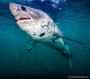 Snorkeling with Salmon Sharks in Alaska.