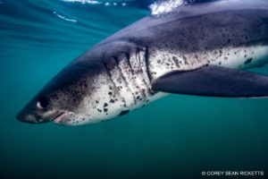 Snorkeling with Salmon Sharks in Alaska.