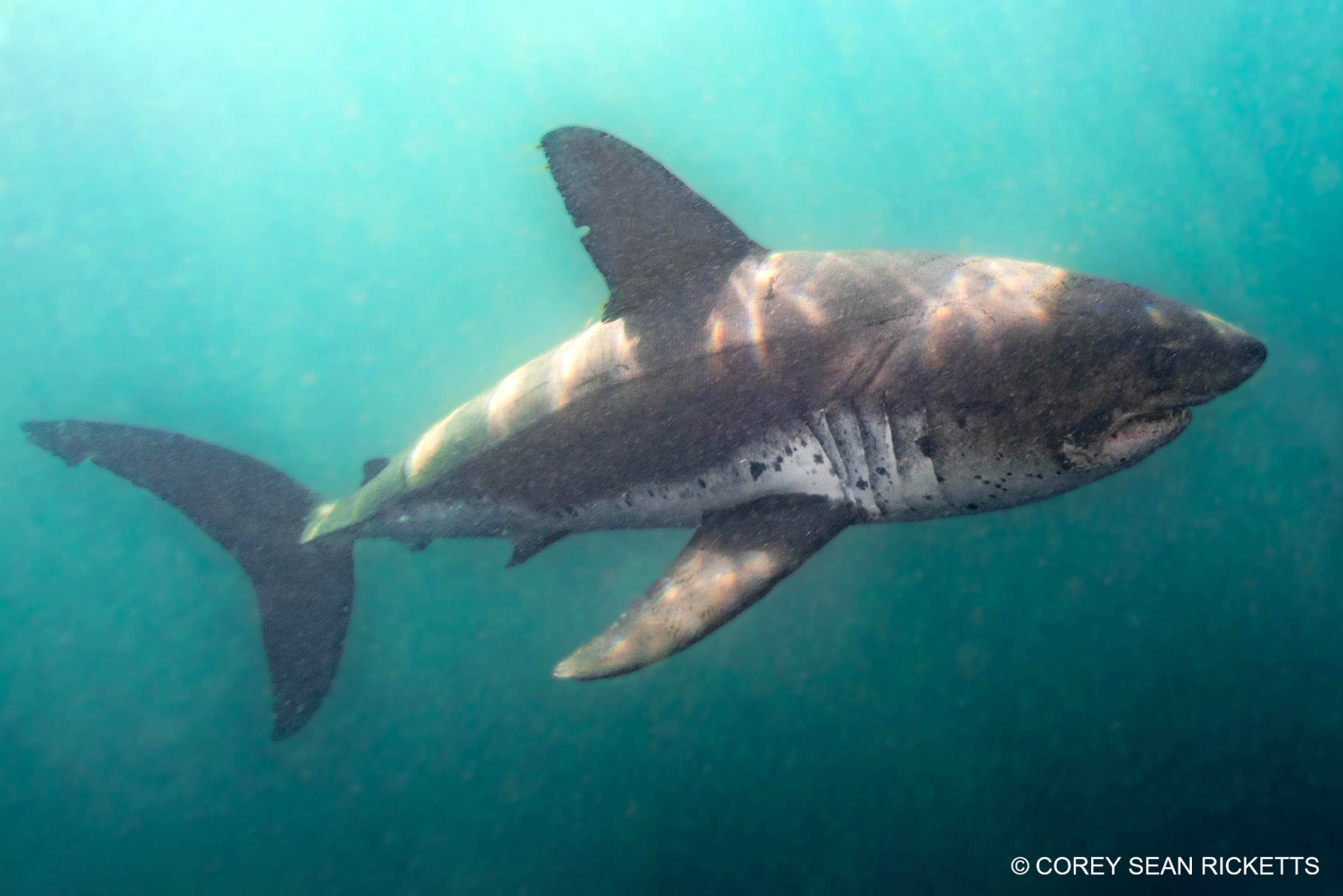 Snorkeling with Salmon Sharks in Alaska.