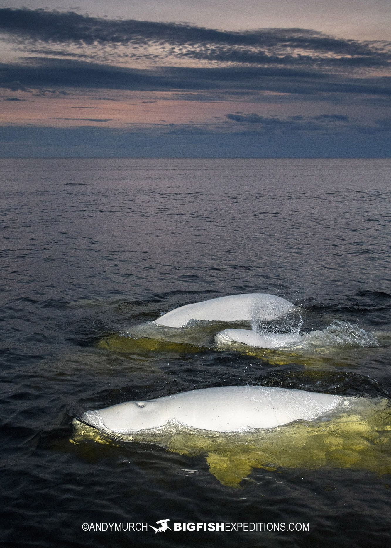 Beluga boarding tour in Churchill Canada.