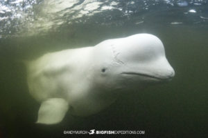 Beluga boarding tour in Churchill Canada