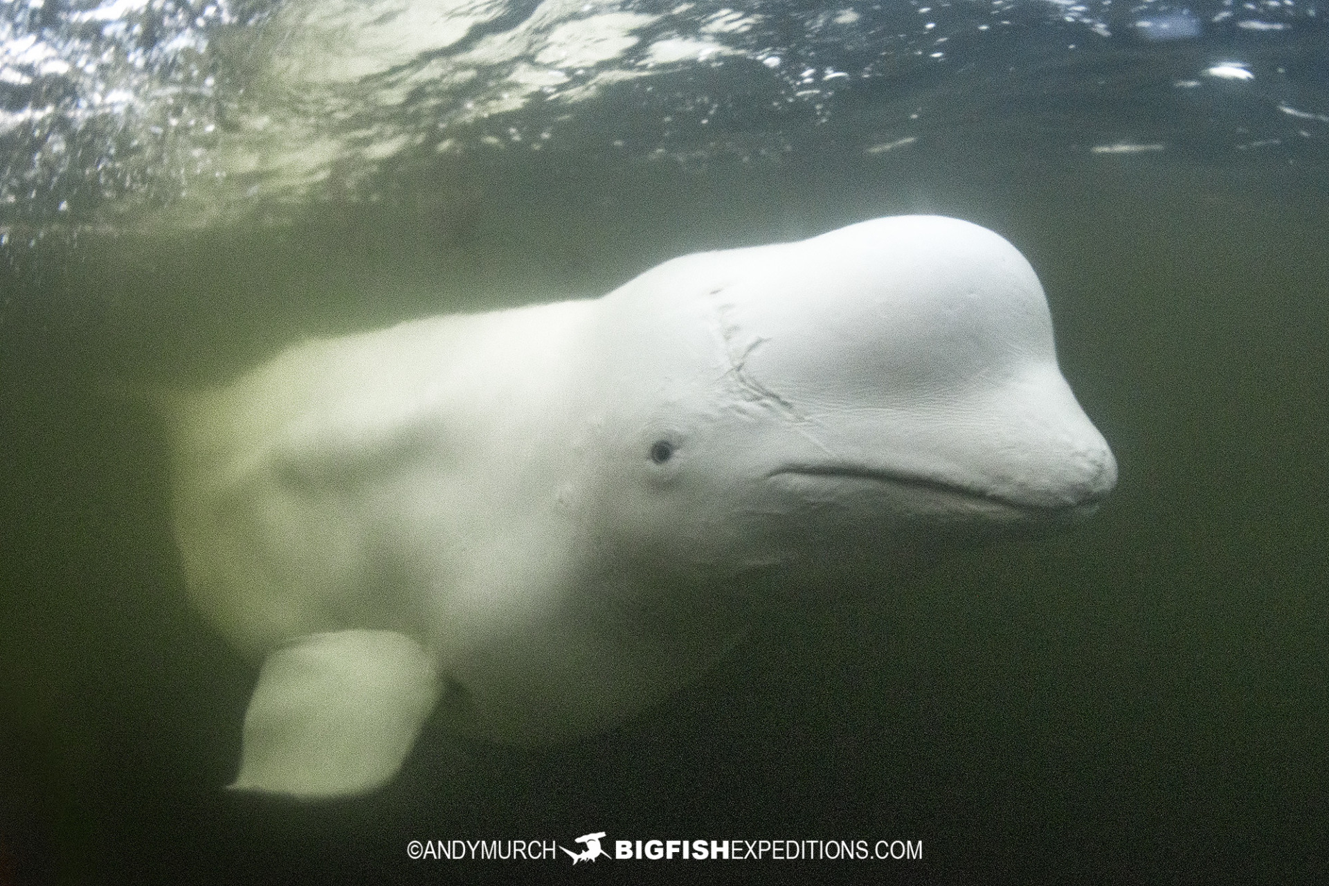 Beluga boarding tour in Churchill Canada