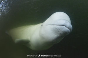 Beluga boarding tour in Churchill Canada