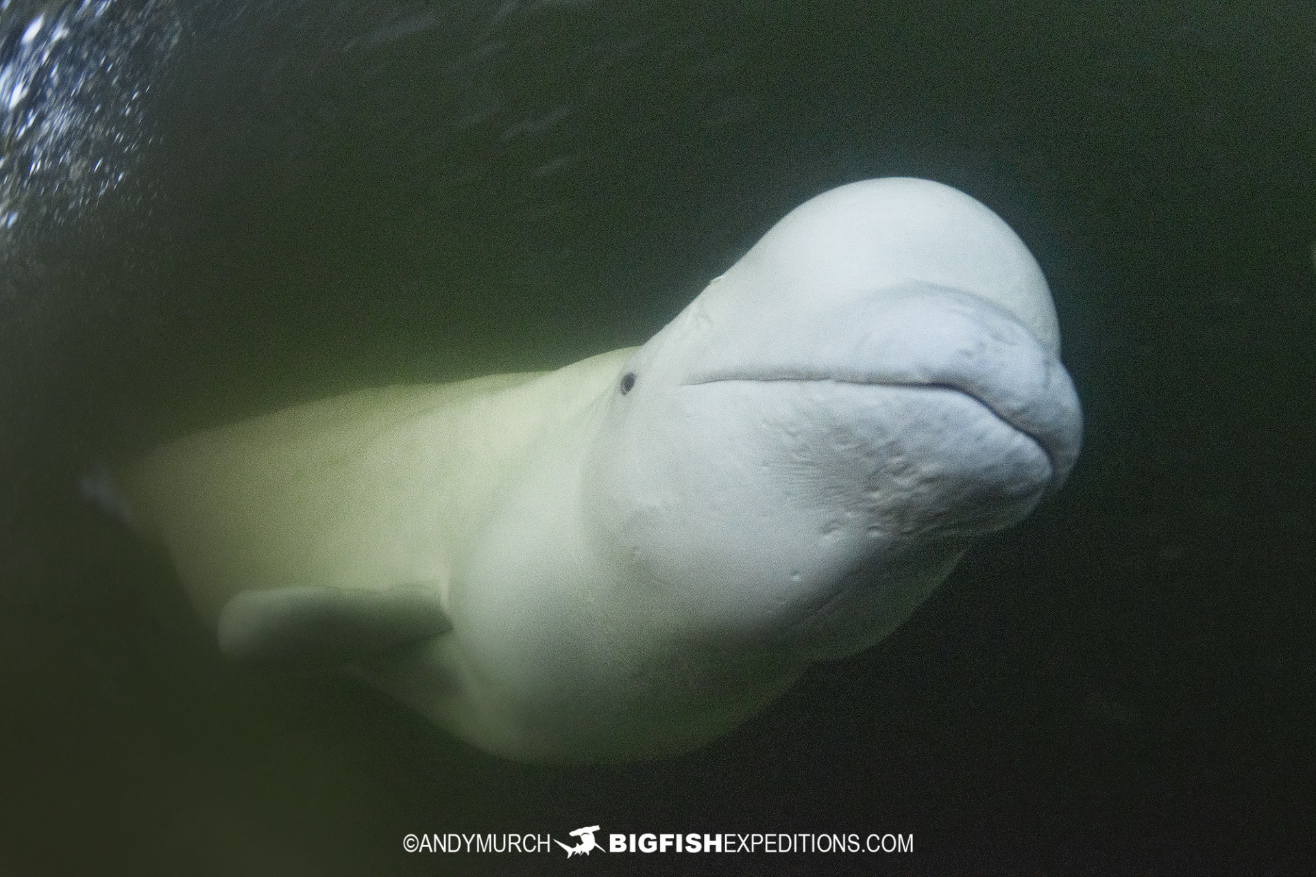 Beluga boarding tour in Churchill Canada