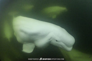 Beluga boarding tour in Churchill, Canada.