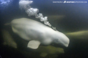 Beluga boarding tour in Churchill Canada