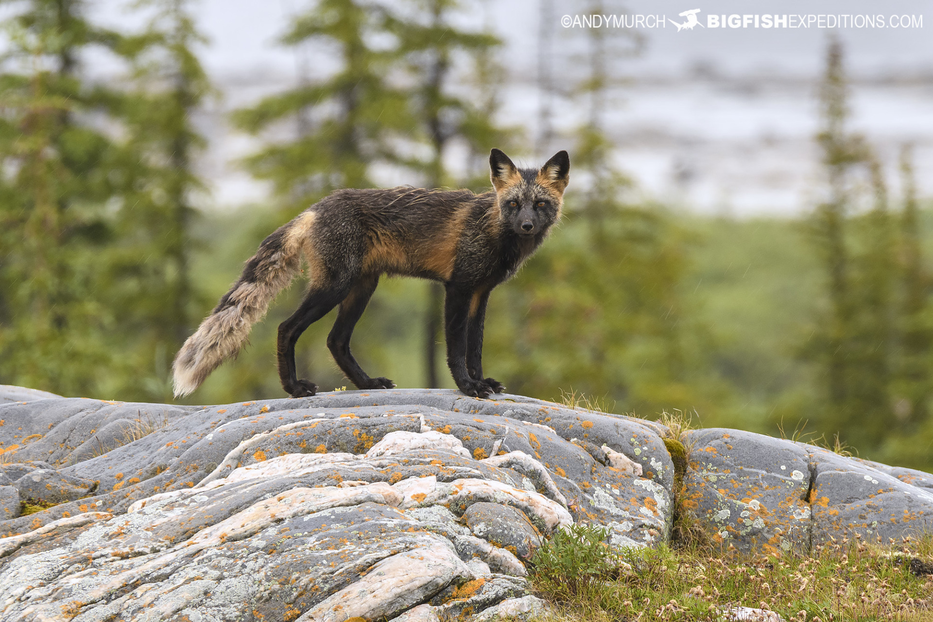 Cross Fox near Churchill, Canada.