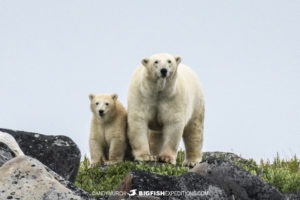 Polar bear watching tour in Churchill, Canada.