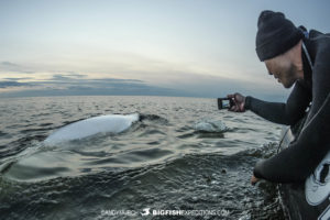 Beluga boarding tour in Churchill, Canada.