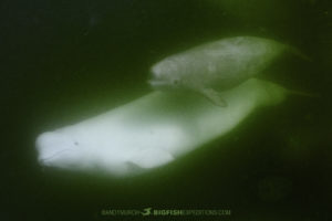 Beluga calf