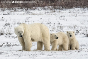 Polar bear photography tour