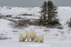 Polar bear photography tour