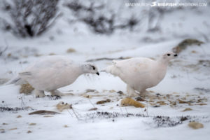 Polar bear photography tour Ptarmigan