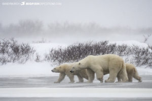 Polar bear photography tour