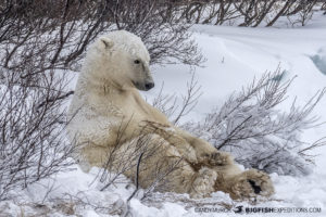 Polar bear photography tour