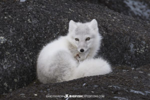 Arctic fox tour