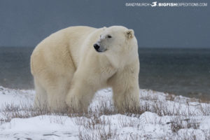 Polar bear photography tour