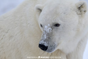 Polar bear photography tour