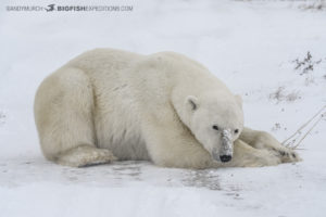 Polar bear photography tour