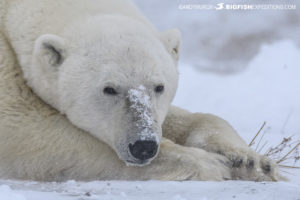 Polar bear photography tour