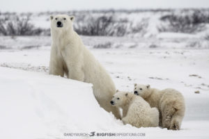 Polar bear photography tour