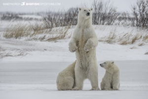Polar bear photography tour
