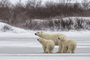 Polar bear photography tour