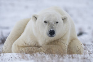 Polar bear photography tour