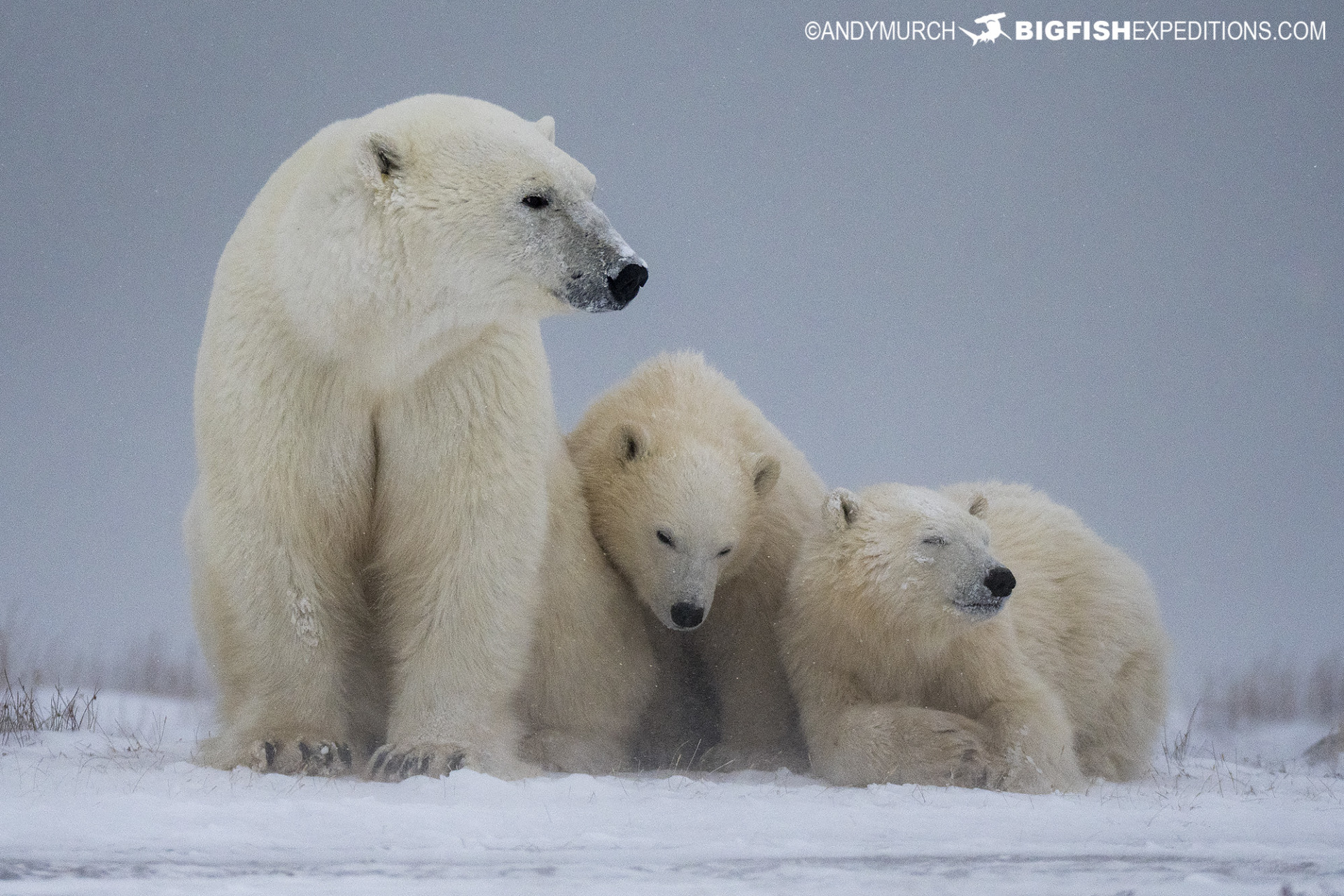 Polar bear photography tour