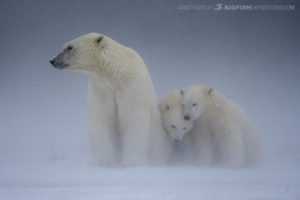 Polar bear photography tour