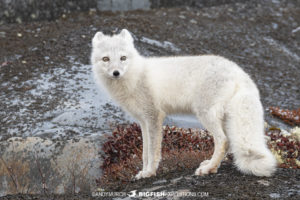 arctic fox photo tour