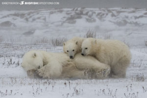 Polar bear photography tour