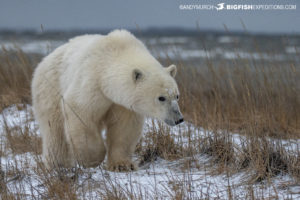 Polar bear photography tour