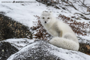 Arctic fox watching