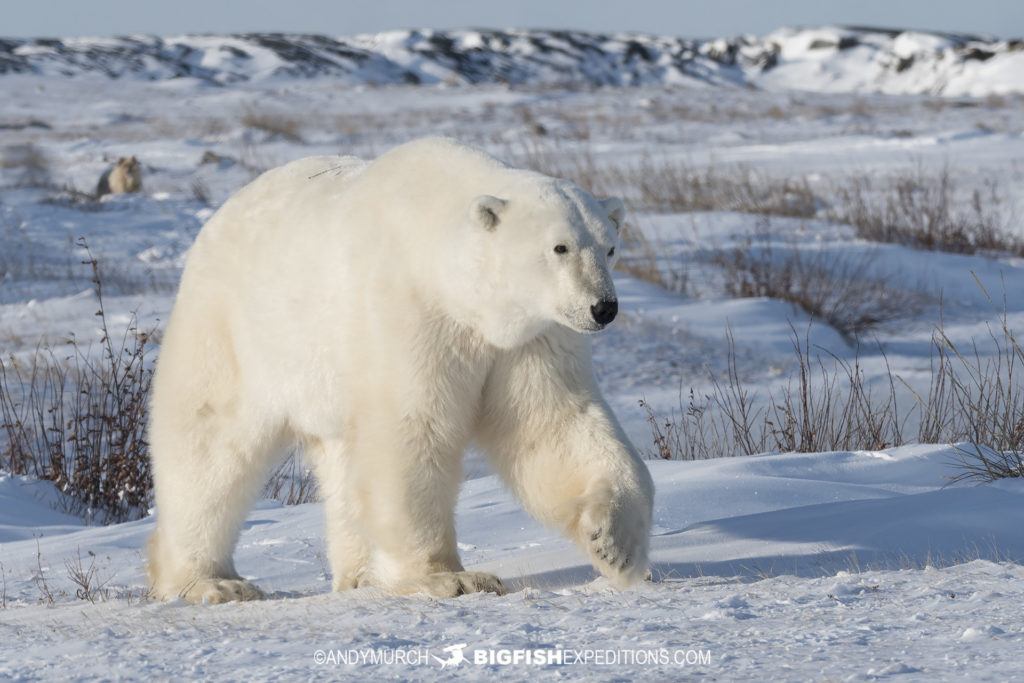 Polar bear photography tour