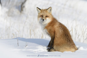 red fox in the arctic