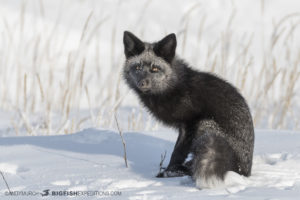 silver fox