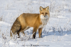 red fox in Churchill tour