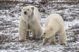 Polar bear photography tour