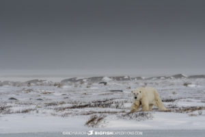 Polar bear photography tour